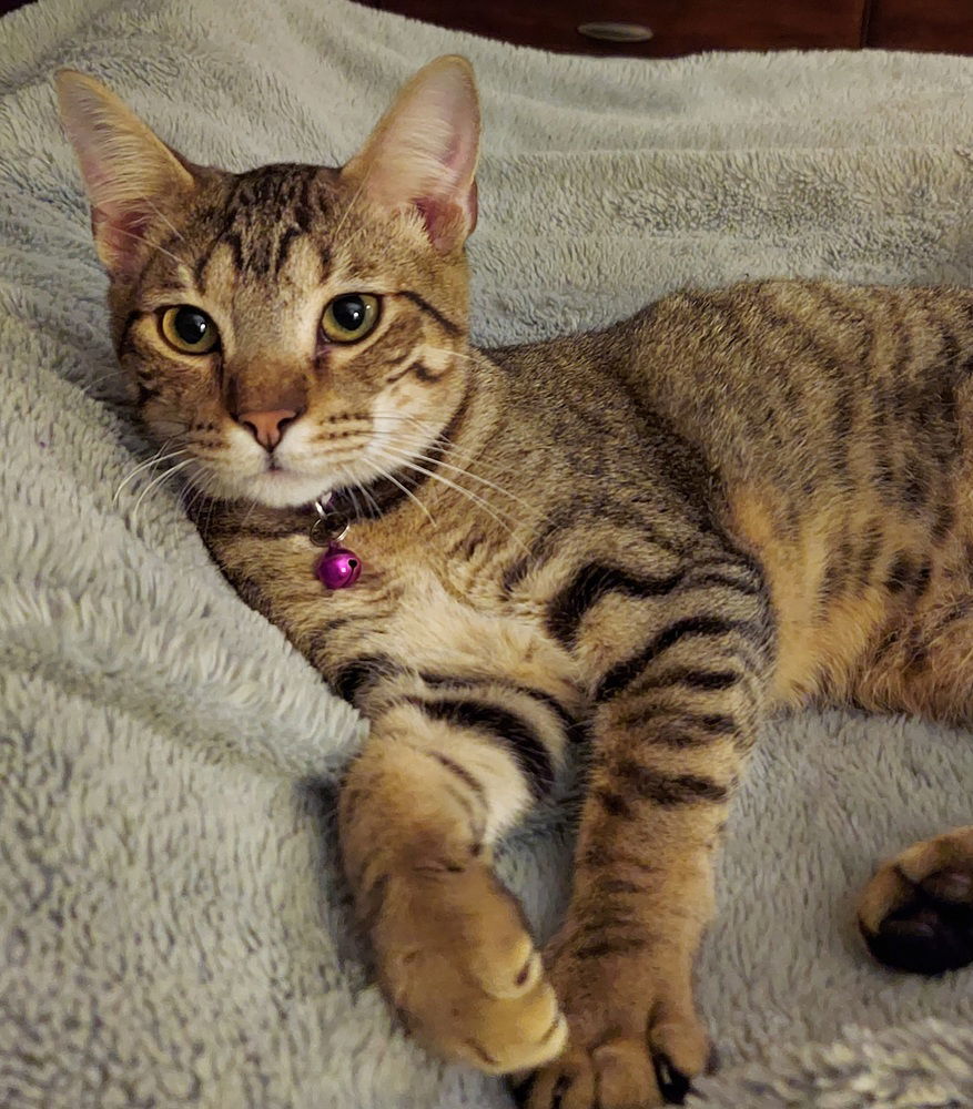 Neekoe, an adoptable Domestic Medium Hair in Panama city, FL, 32402 | Photo Image 2