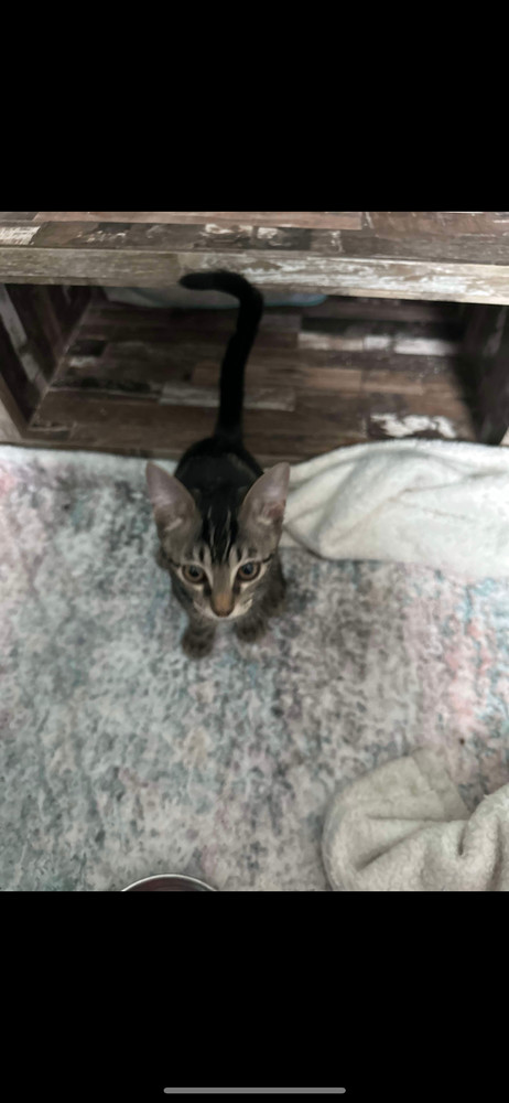 Neekoe, an adoptable Domestic Medium Hair in Panama city, FL, 32402 | Photo Image 3