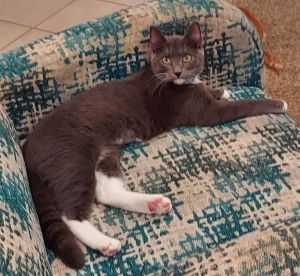 Kimber, Baby Female Domestic Medium Hair