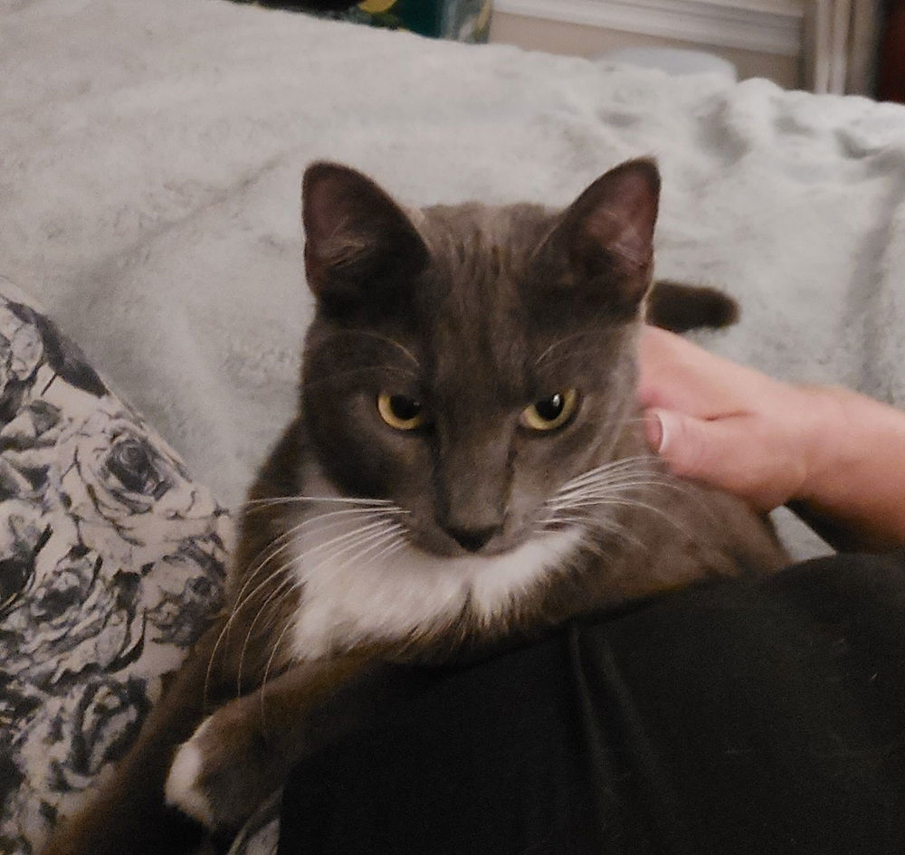 Kimber, an adoptable Domestic Medium Hair in Panama city, FL, 32402 | Photo Image 2