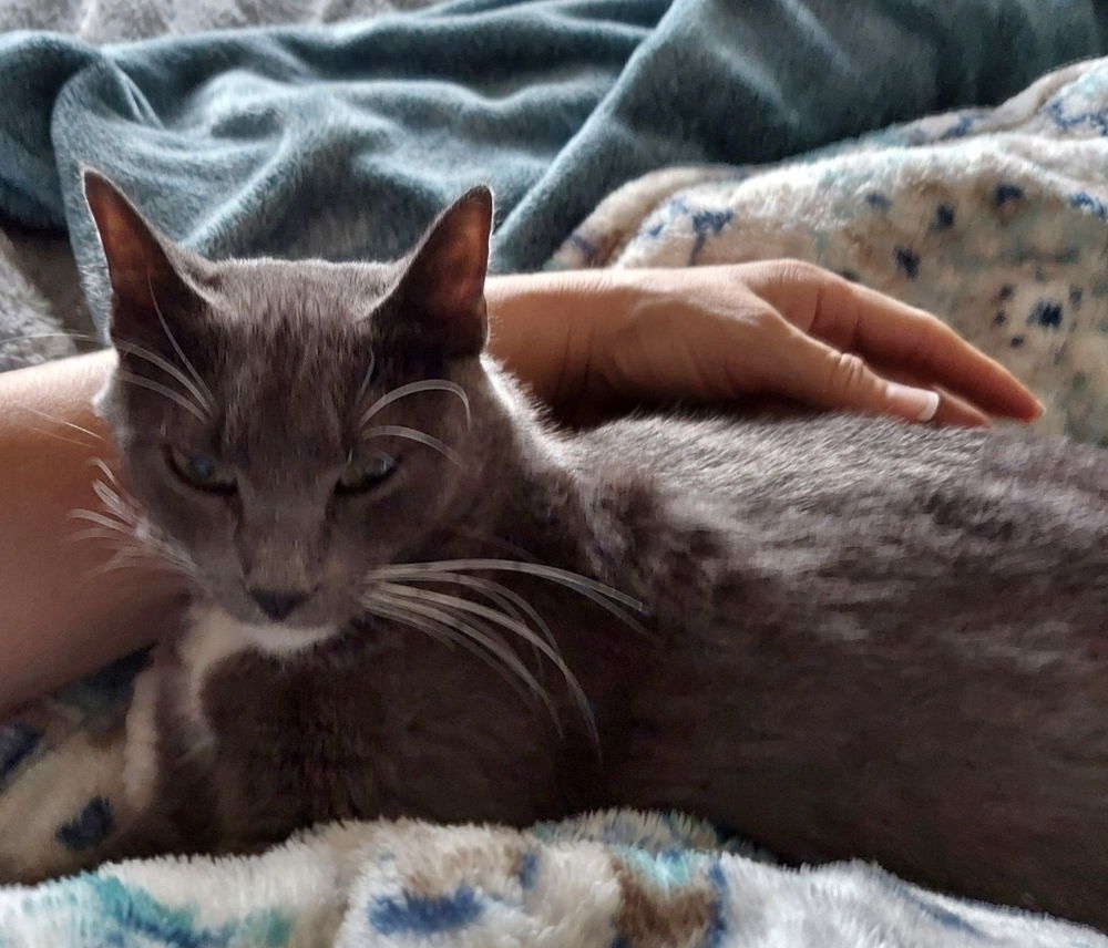 Kimber, an adoptable Domestic Medium Hair in Panama city, FL, 32402 | Photo Image 3