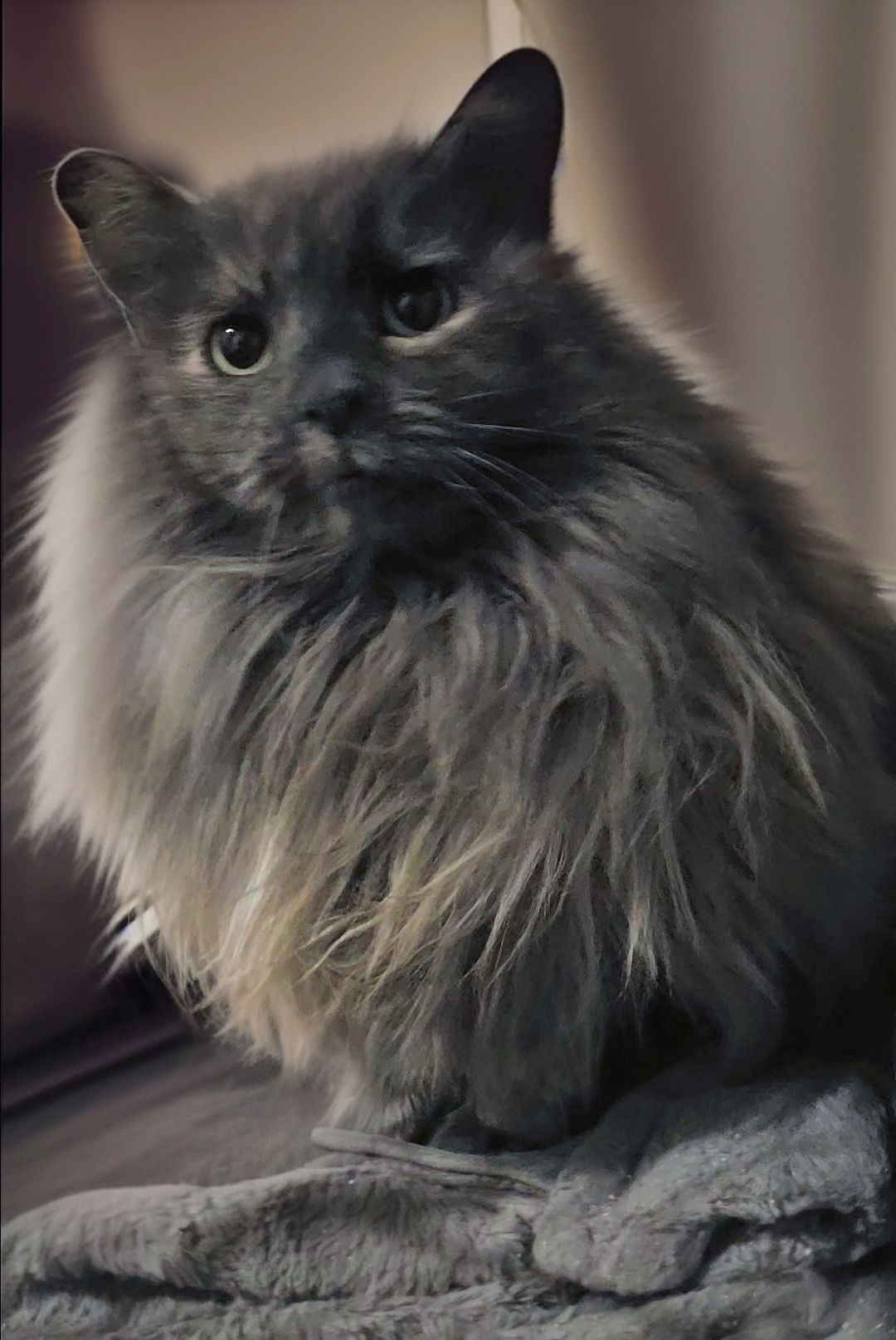 ANGORA