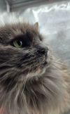 ANGORA photo 3
