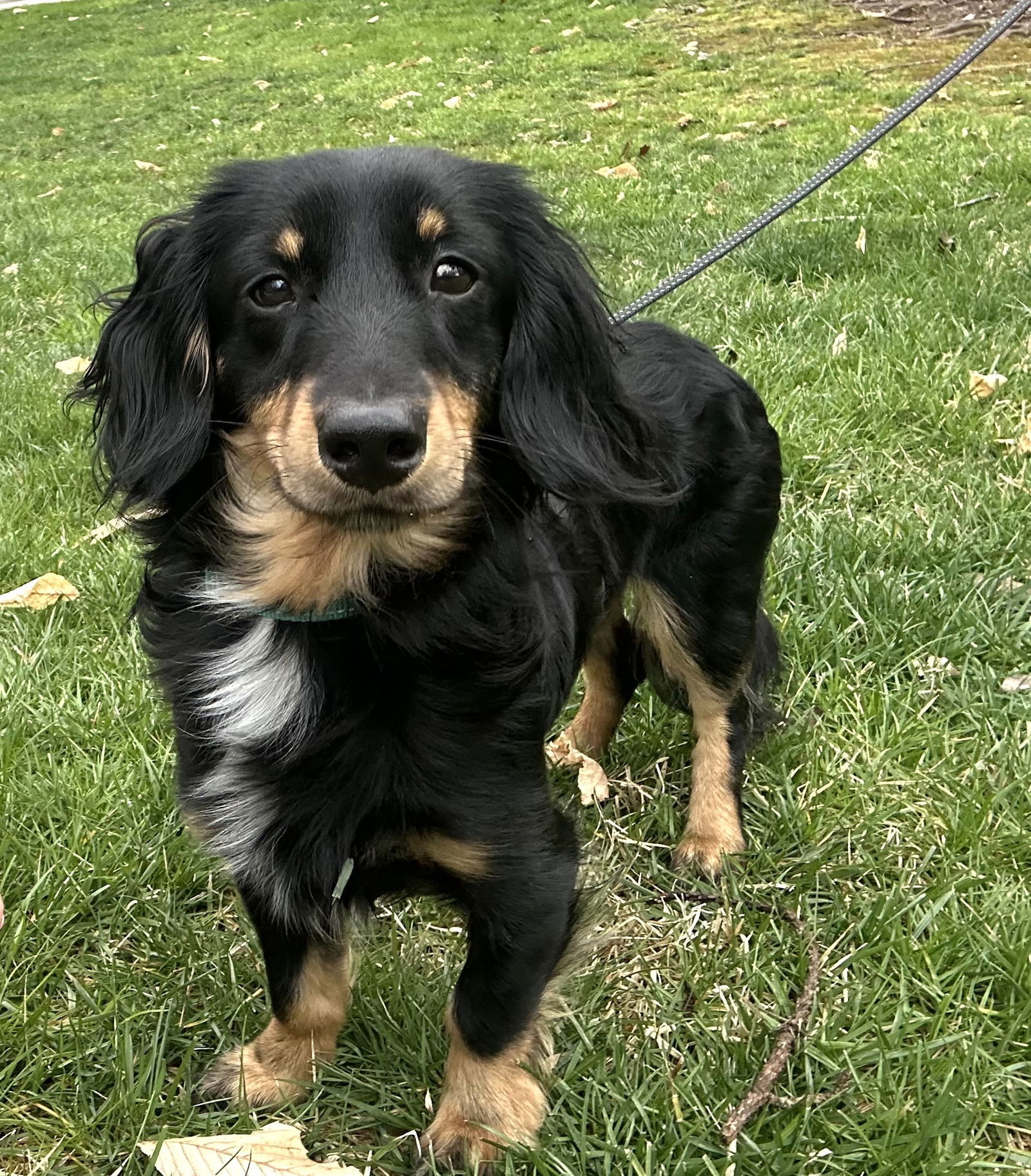 Winston - ADOPTION PENDING!