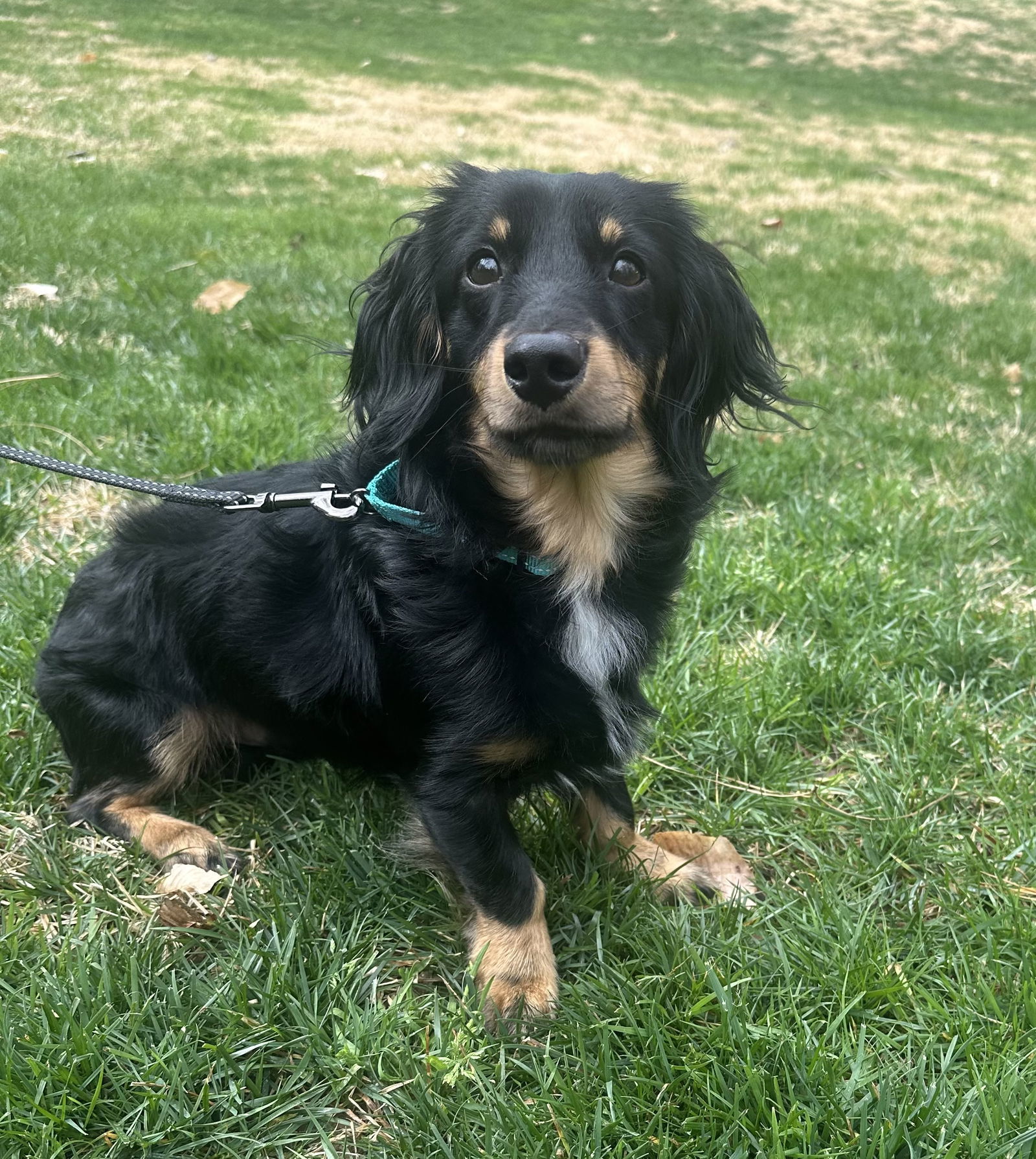 Winston - ADOPTION PENDING!
