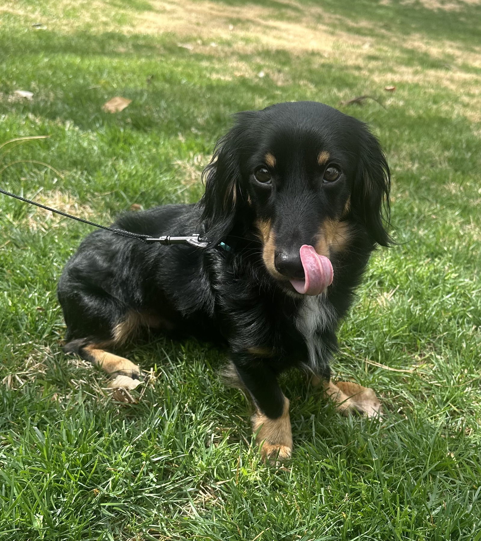 Winston - ADOPTION PENDING!