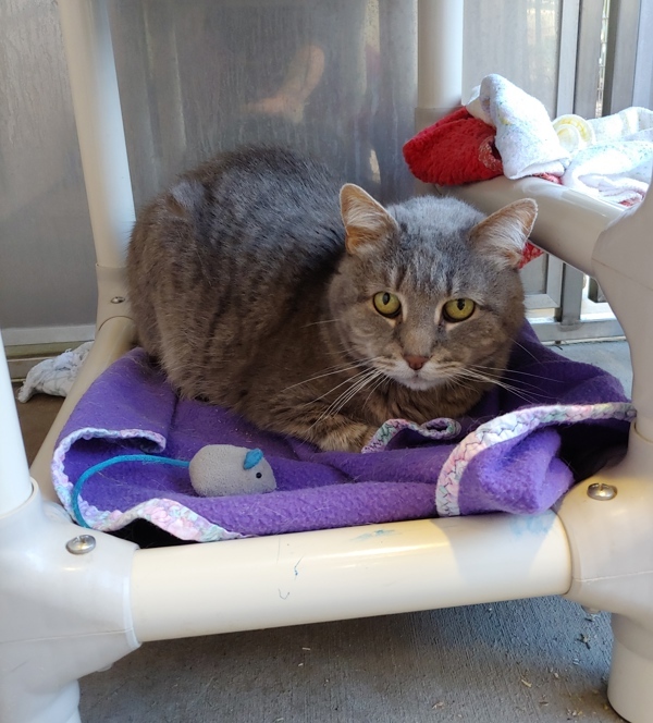 Aristotle, an adoptable Domestic Short Hair in San Luis Obispo, CA, 93405 | Photo Image 1