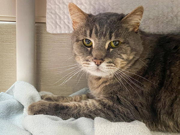 Aristotle, an adoptable Domestic Short Hair in San Luis Obispo, CA, 93405 | Photo Image 2