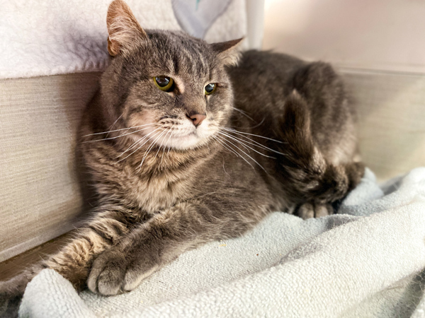 Aristotle, an adoptable Domestic Short Hair in San Luis Obispo, CA, 93405 | Photo Image 3