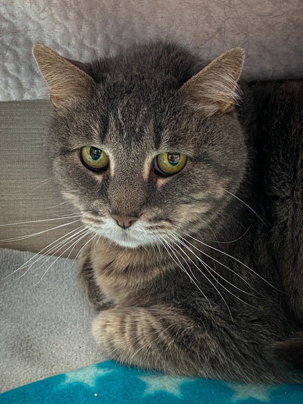 Aristotle, an adoptable Domestic Short Hair in San Luis Obispo, CA, 93405 | Photo Image 4