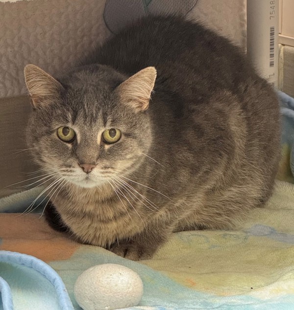 Aristotle, an adoptable Domestic Short Hair in San Luis Obispo, CA, 93405 | Photo Image 5