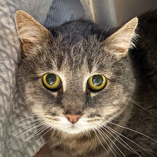 Aristotle, an adoptable Domestic Short Hair in San Luis Obispo, CA, 93405 | Photo Image 6