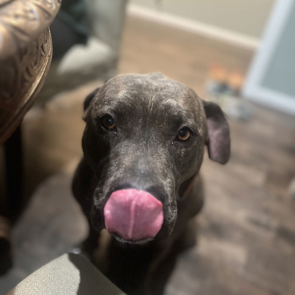 Bruno The Great