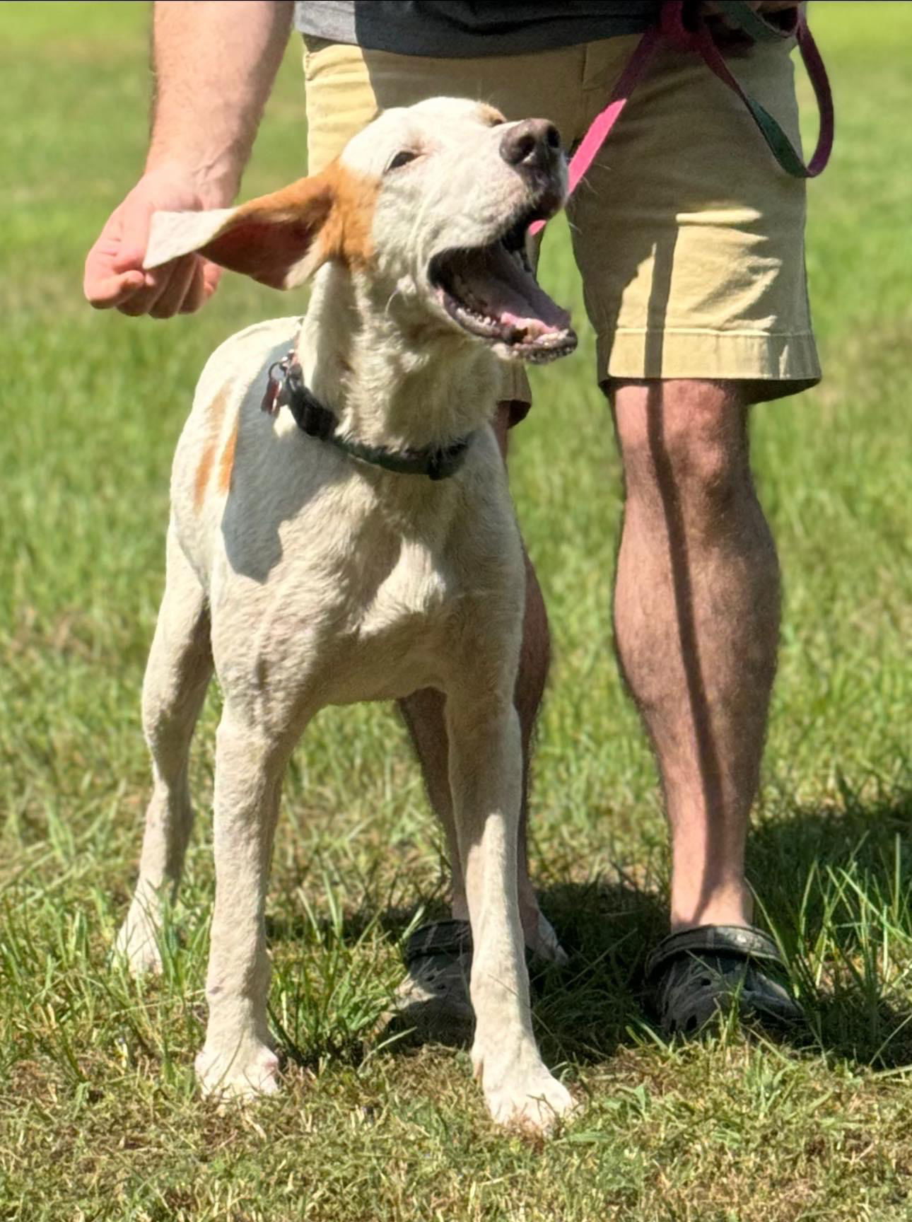 Gus, an adoptable Foxhound in Holly Springs, NC, 27540 | Photo Image 1