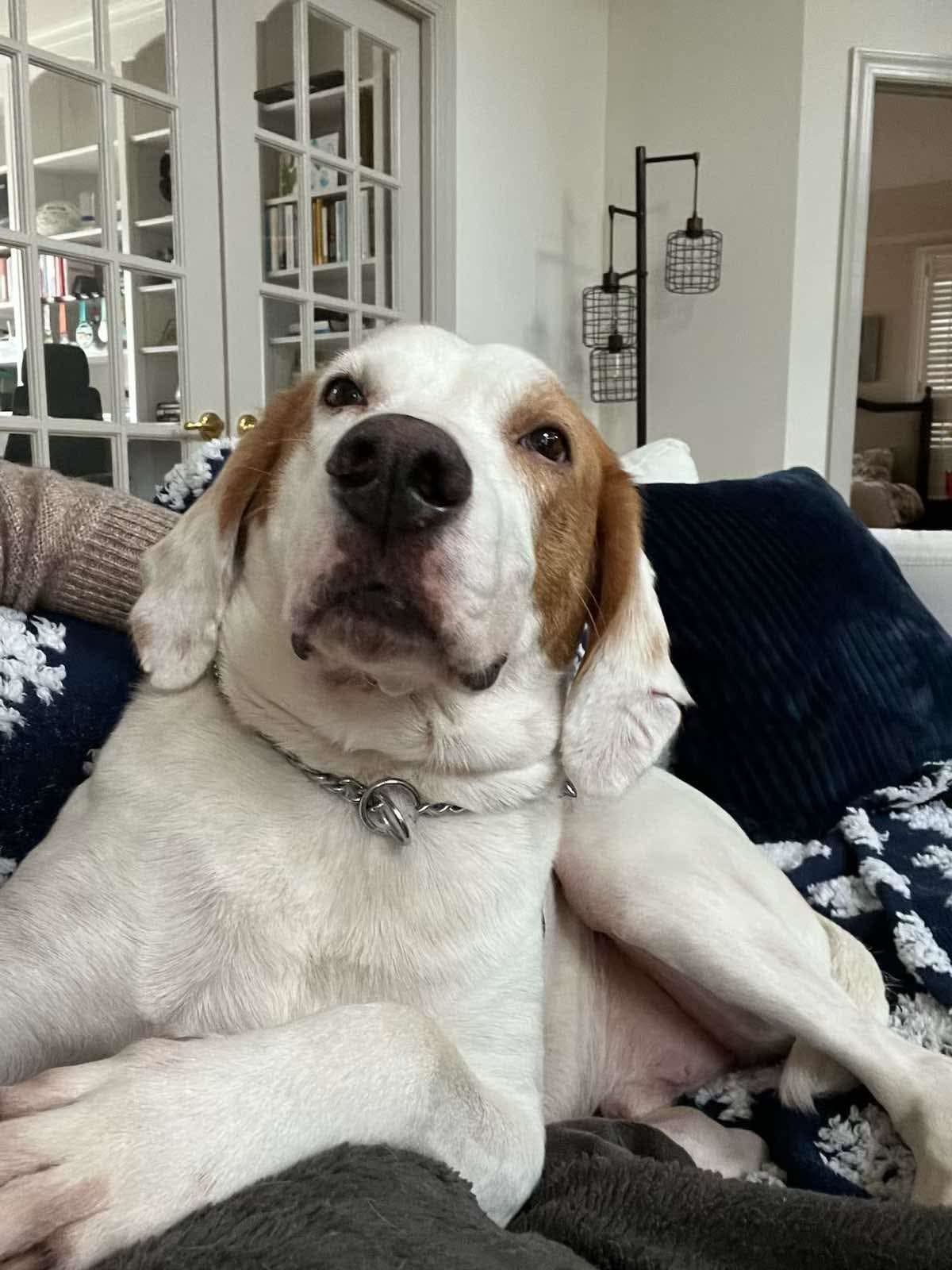 Gus, an adoptable Foxhound in Holly Springs, NC, 27540 | Photo Image 2