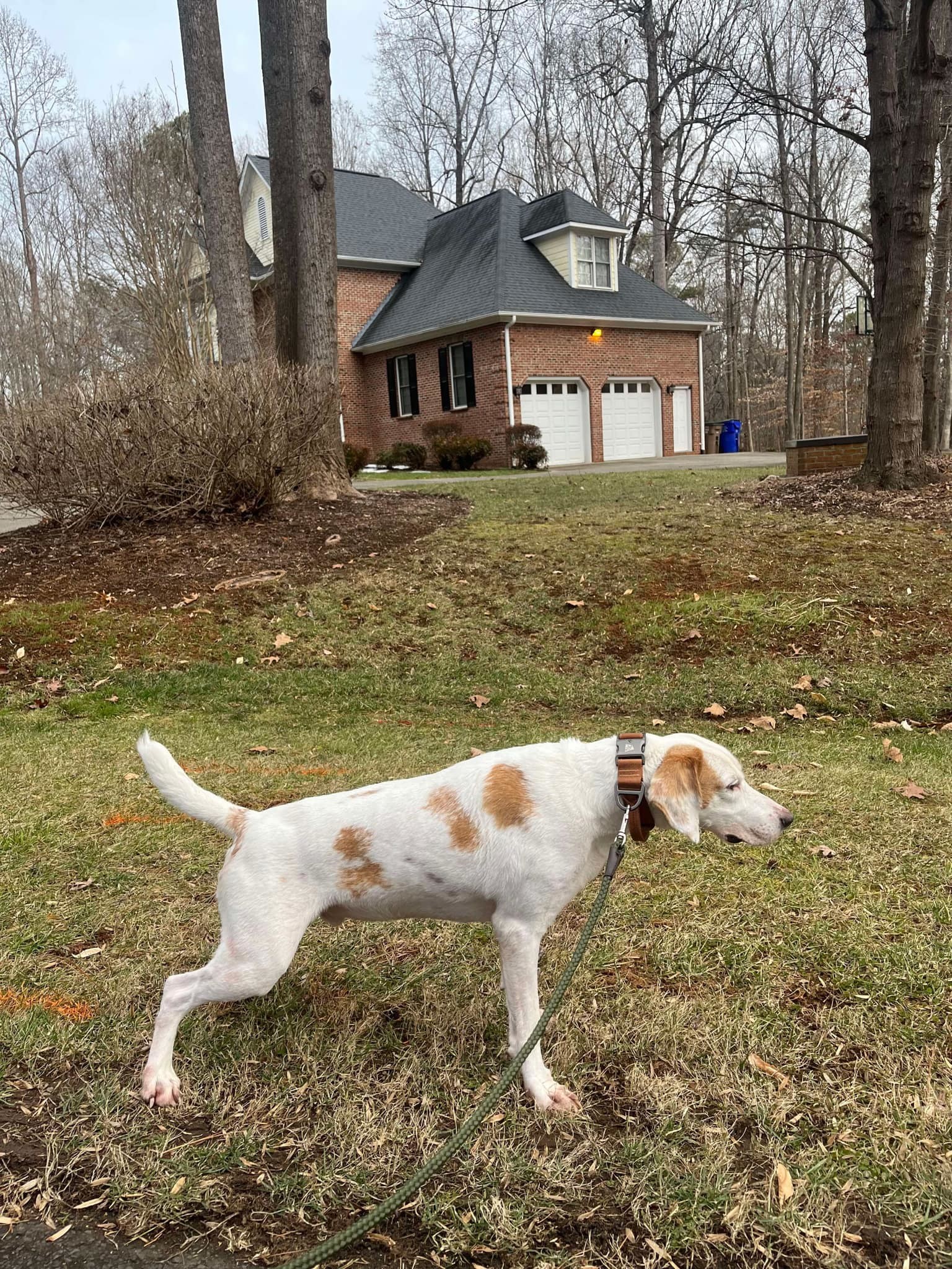 Gus, an adoptable Foxhound in Holly Springs, NC, 27540 | Photo Image 3