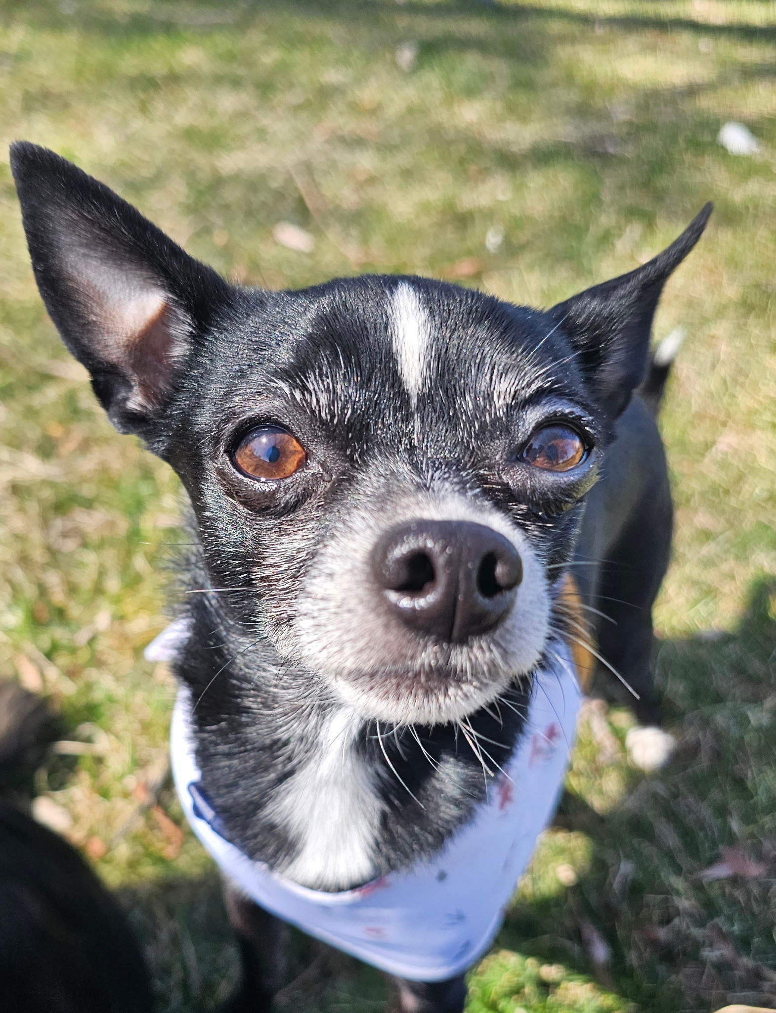 Peanut (Chi), an adoptable Chihuahua in Twin Falls, ID, 83301 | Photo Image 1