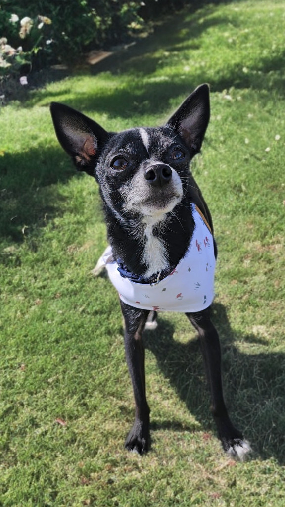 Peanut (Chi), an adoptable Chihuahua in Twin Falls, ID, 83301 | Photo Image 3