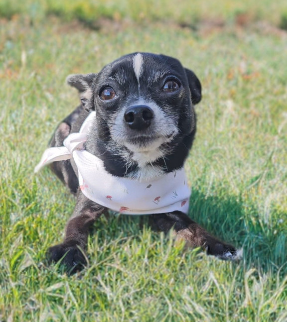 Peanut (Chi), an adoptable Chihuahua in Twin Falls, ID, 83301 | Photo Image 4