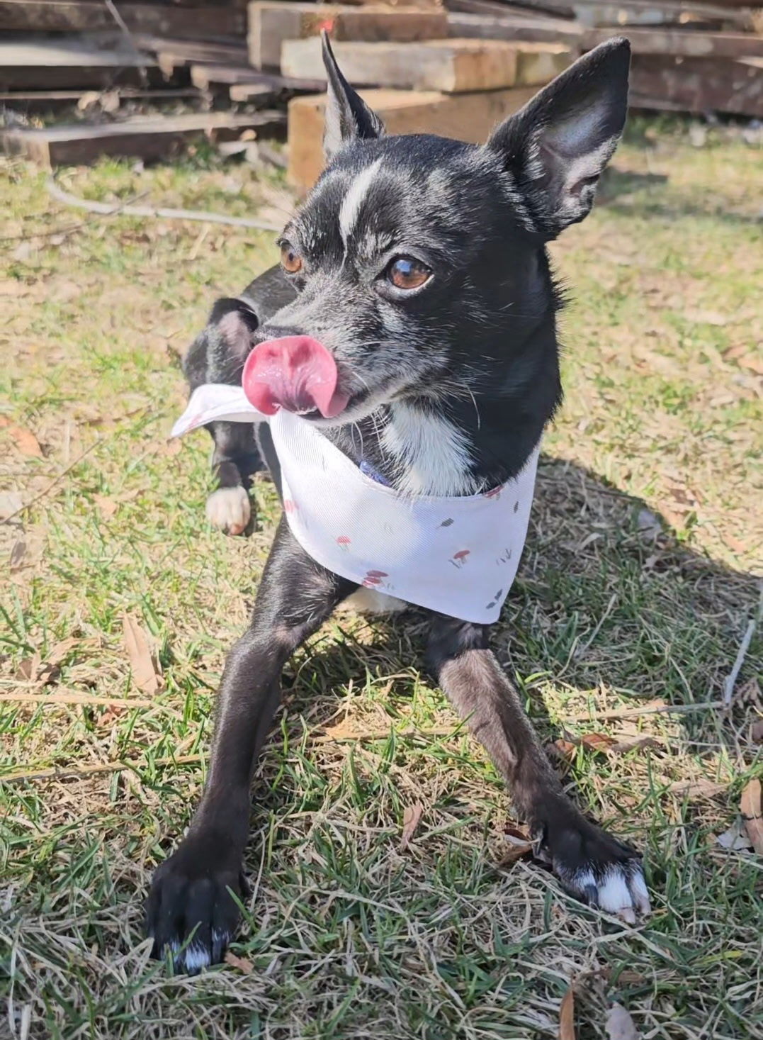 Peanut (Chi), an adoptable Chihuahua in Twin Falls, ID, 83301 | Photo Image 5