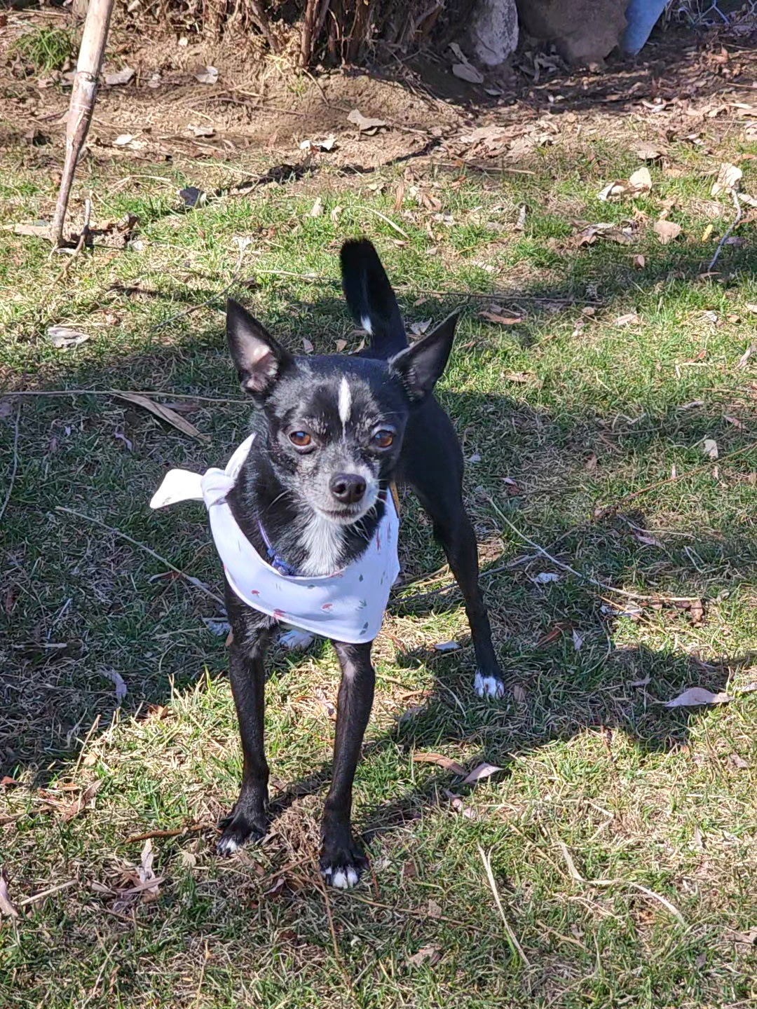 Peanut (Chi), an adoptable Chihuahua in Twin Falls, ID, 83301 | Photo Image 6