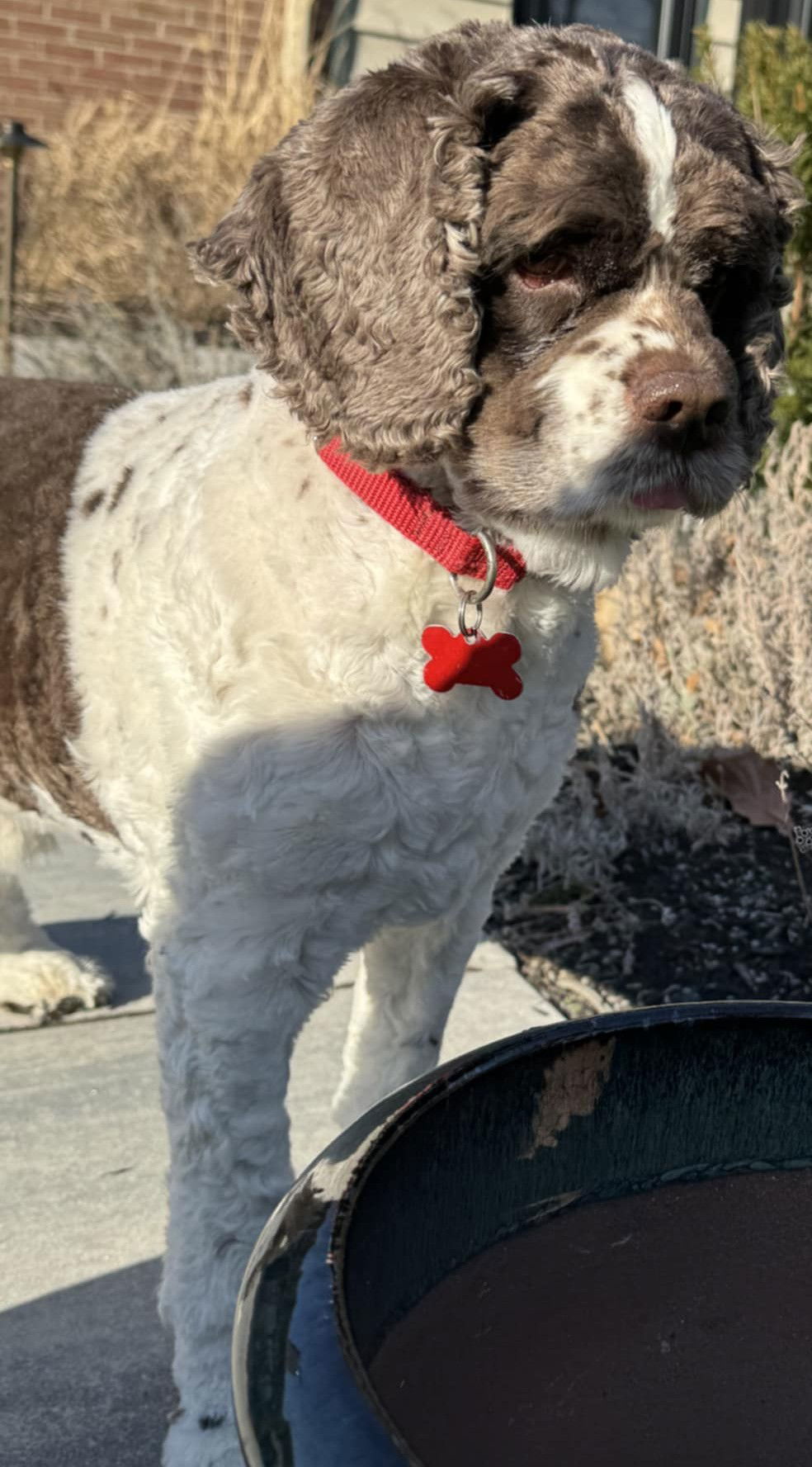 Bandit Wayne