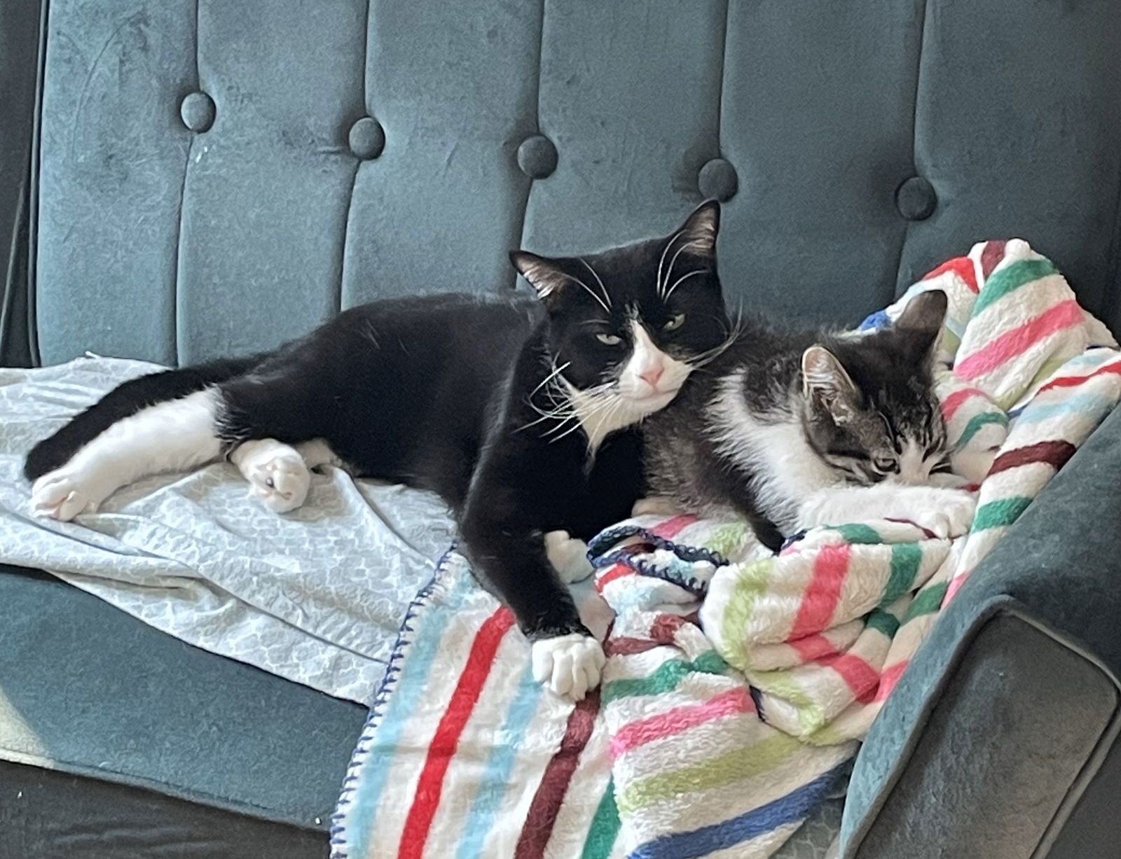 Flip and Scout