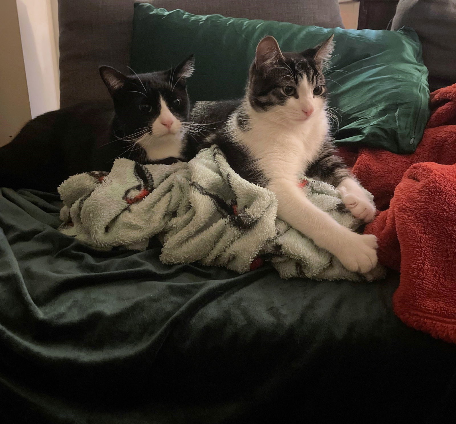 Flip and Scout