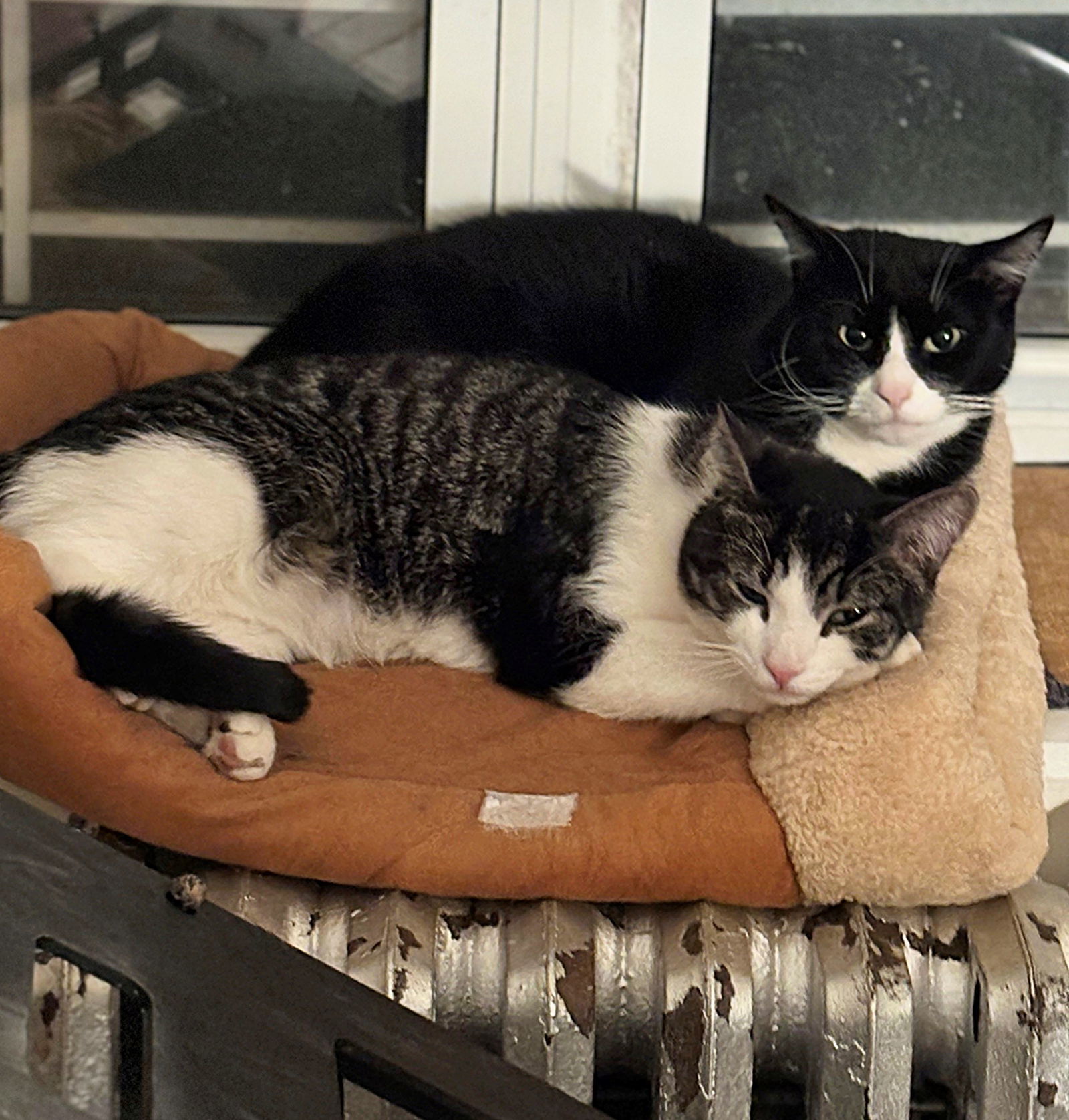 Flip and Scout