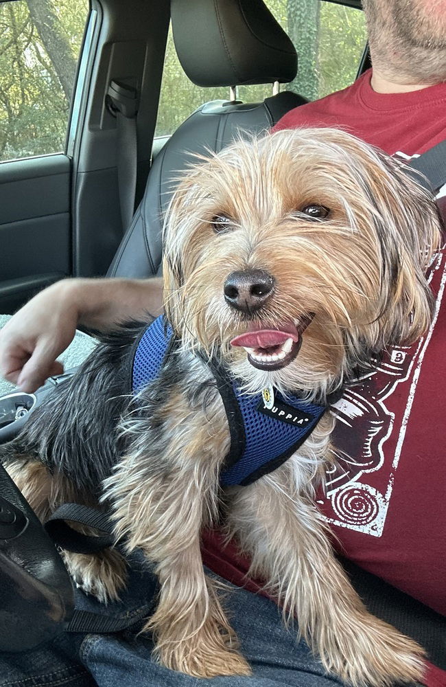 Toby