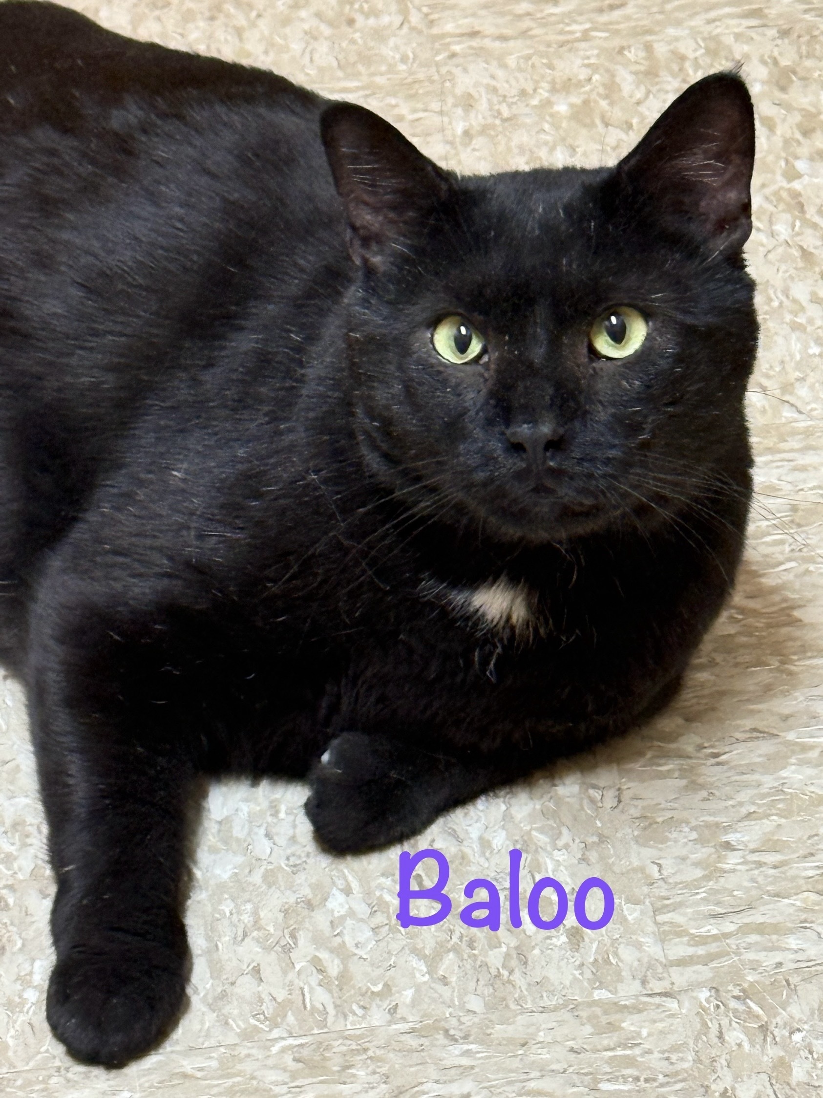 Baloo