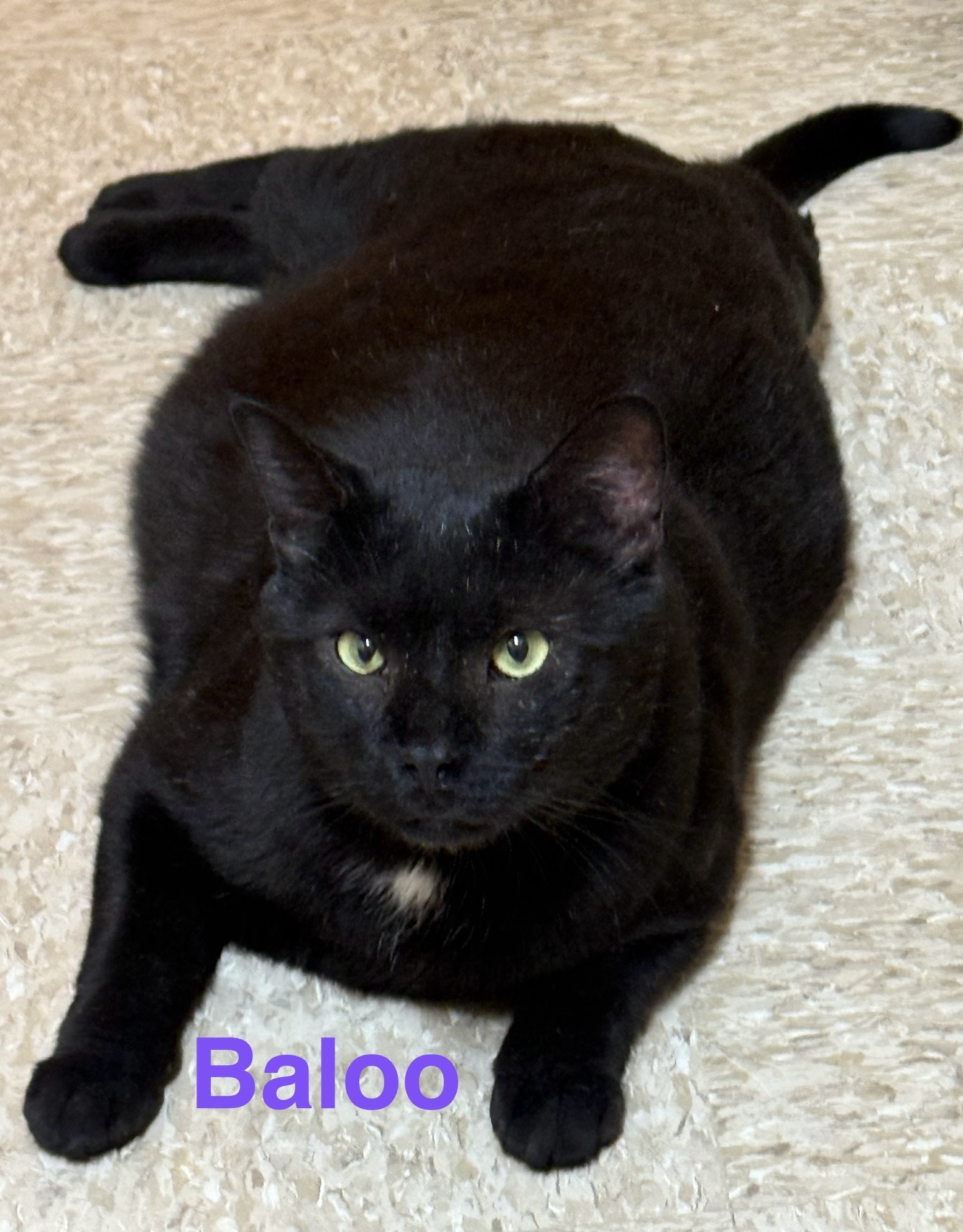 Baloo