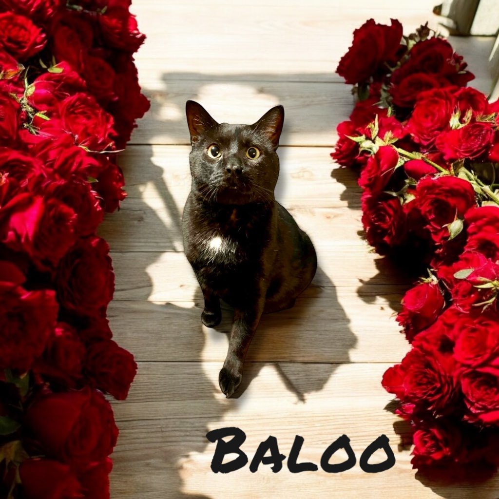 Baloo
