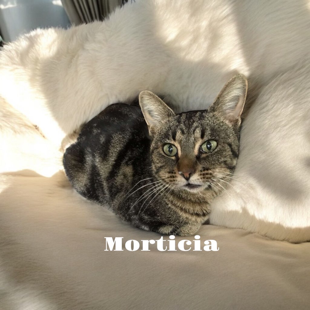 Morticia