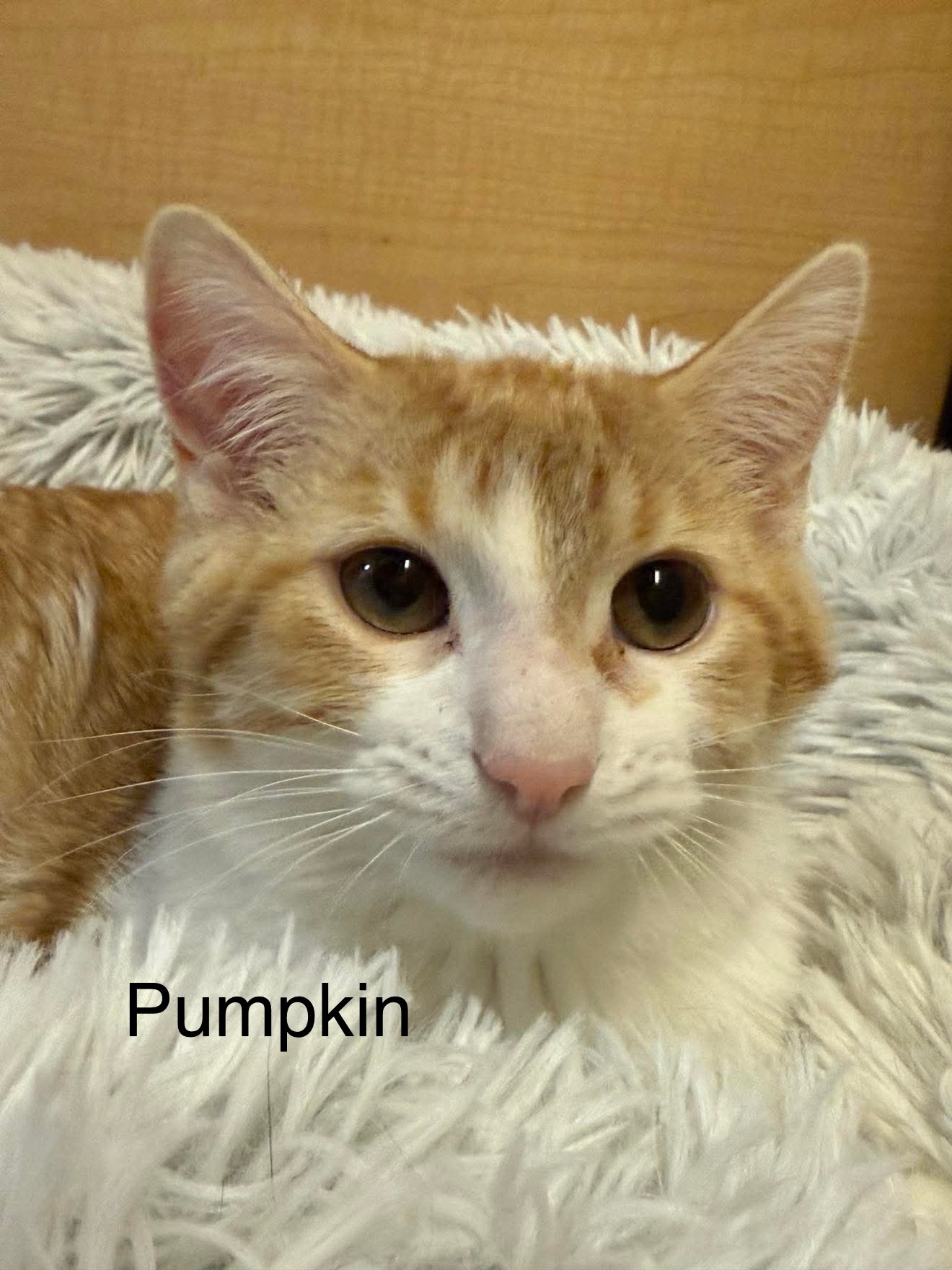 Pumpkin