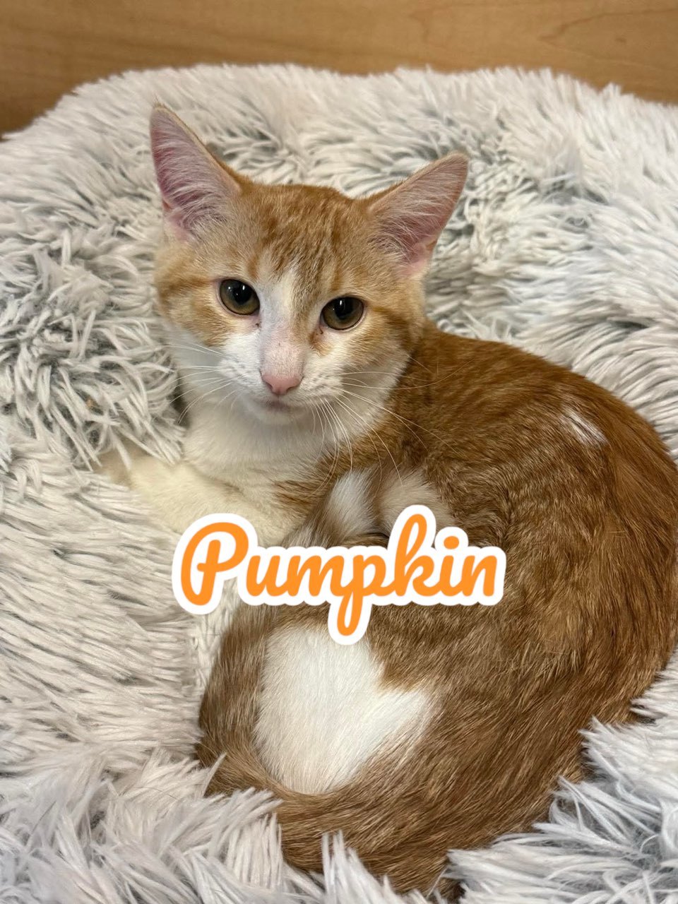 Pumpkin