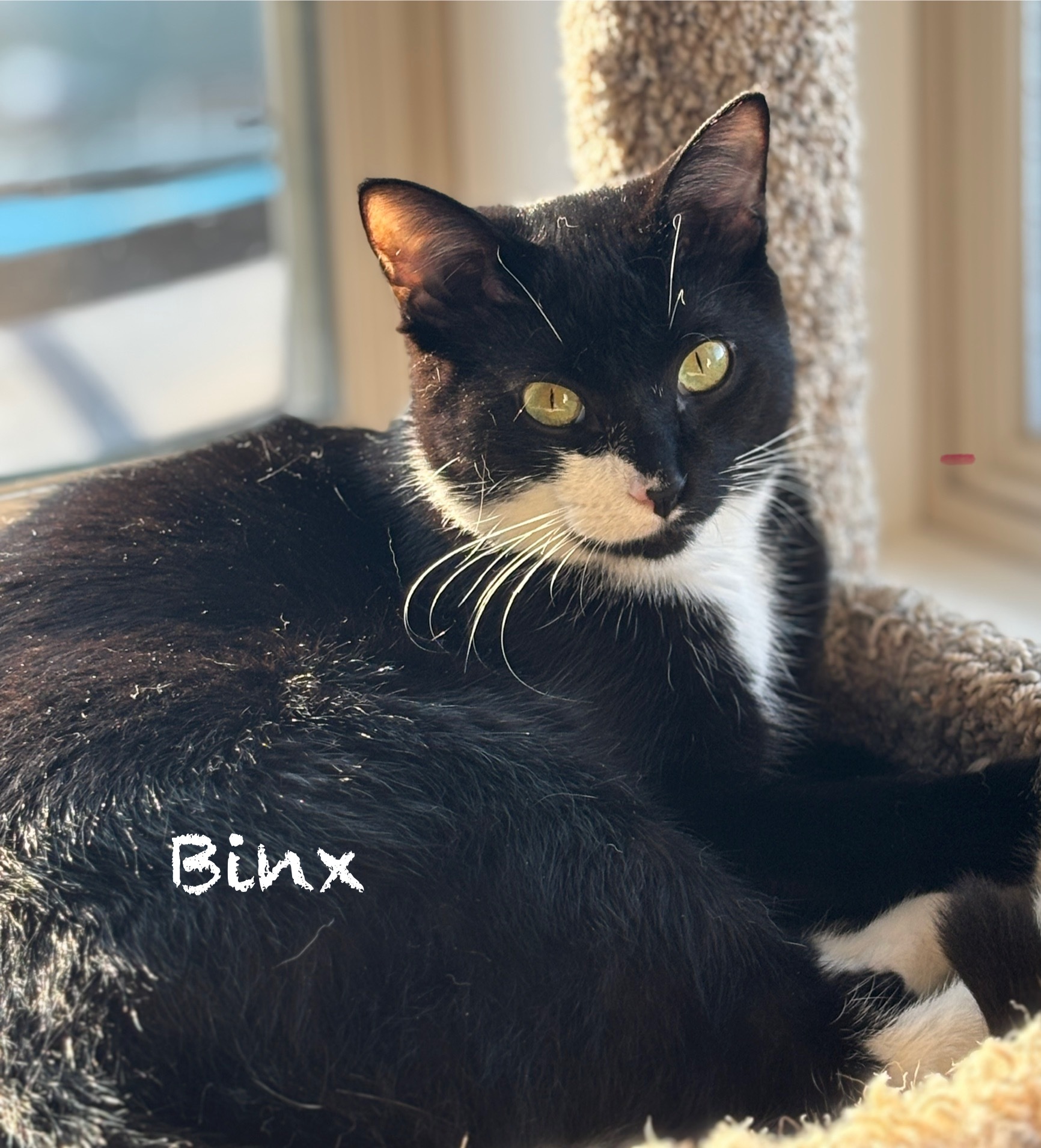 Binx