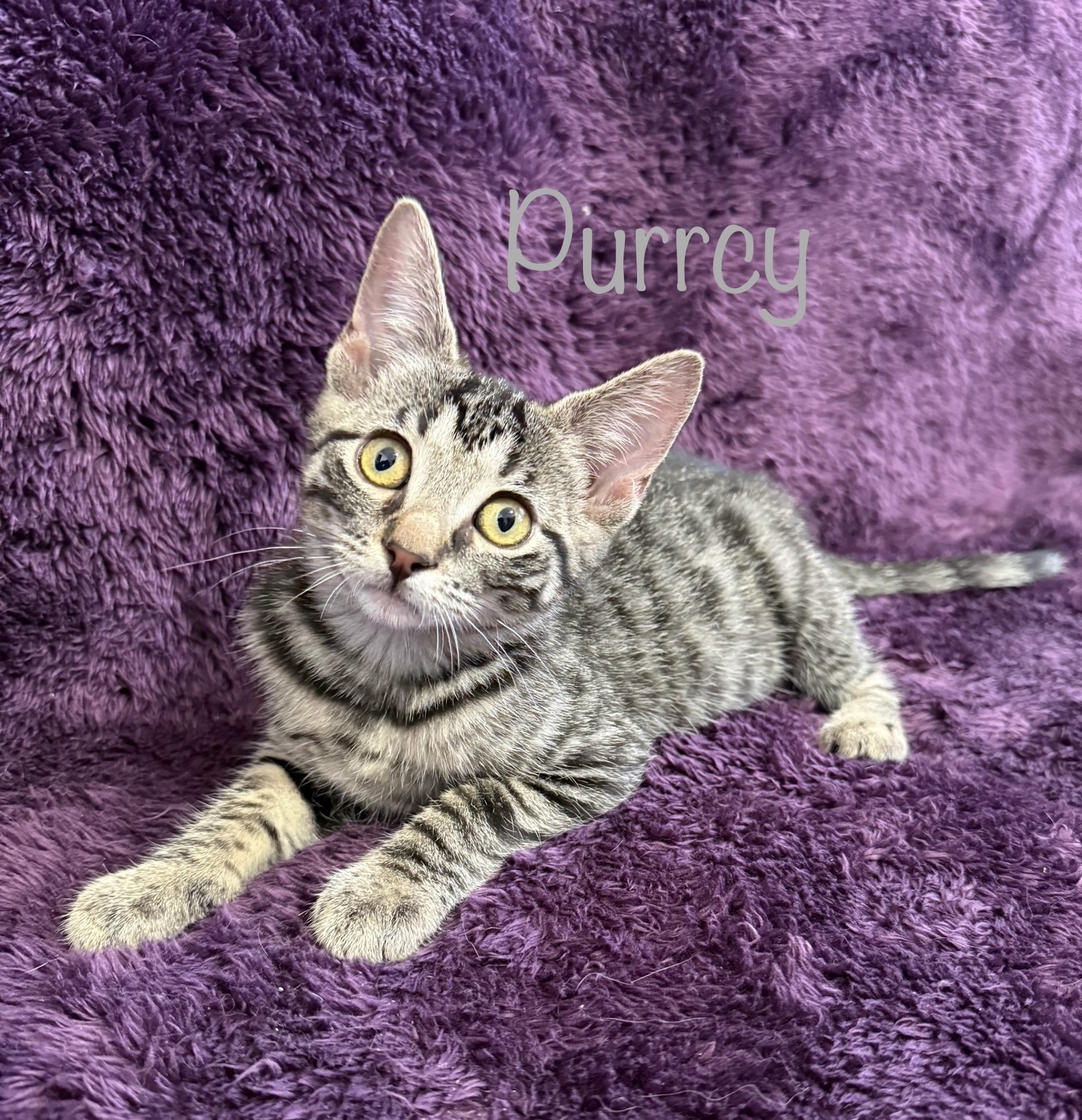 Purrcy