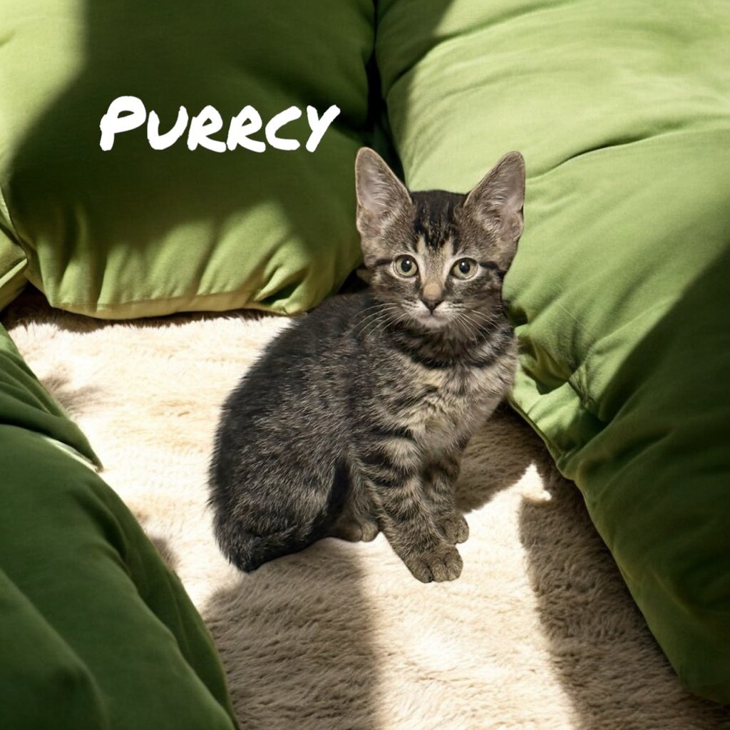 Purrcy