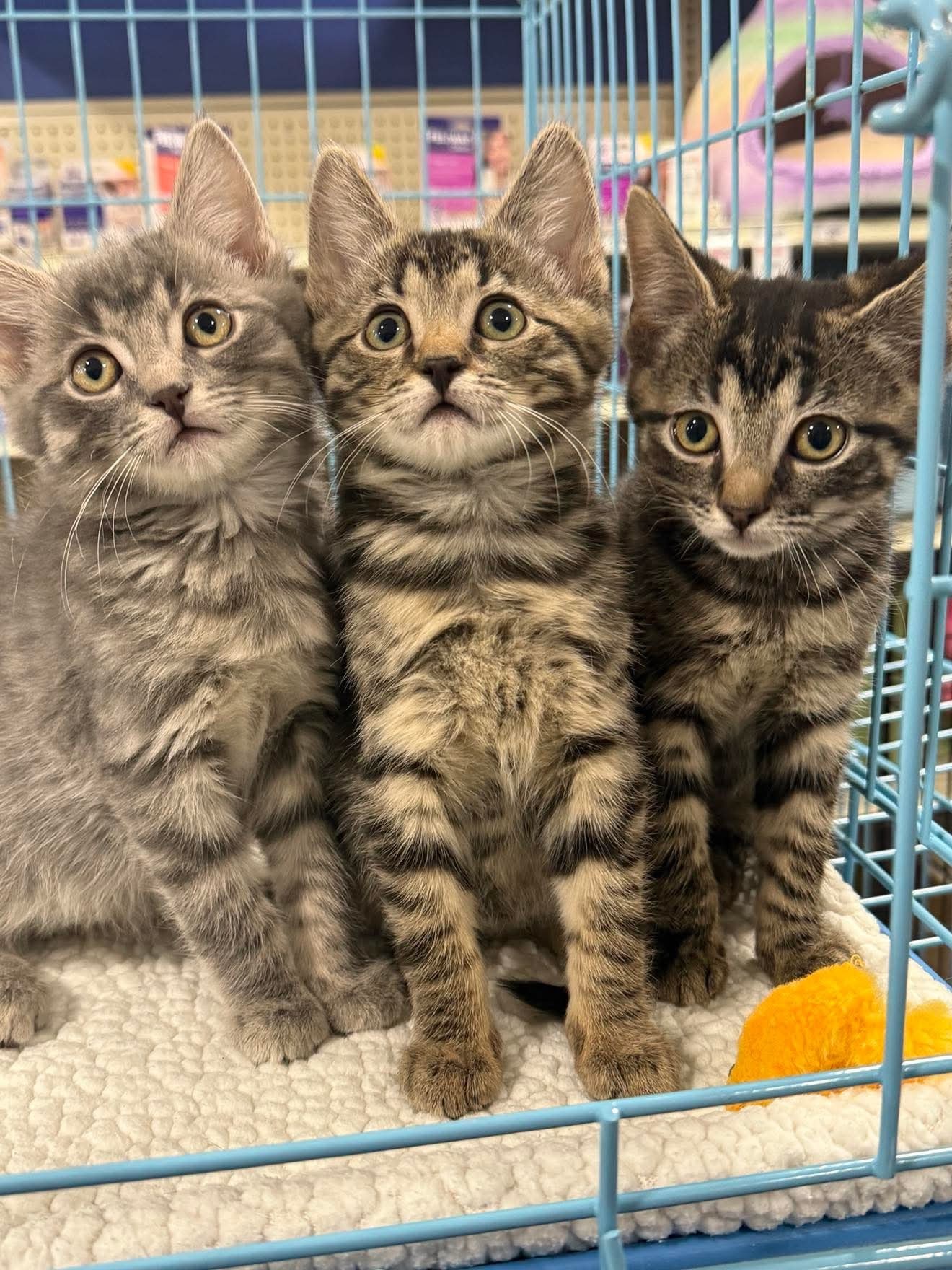 Purrcy