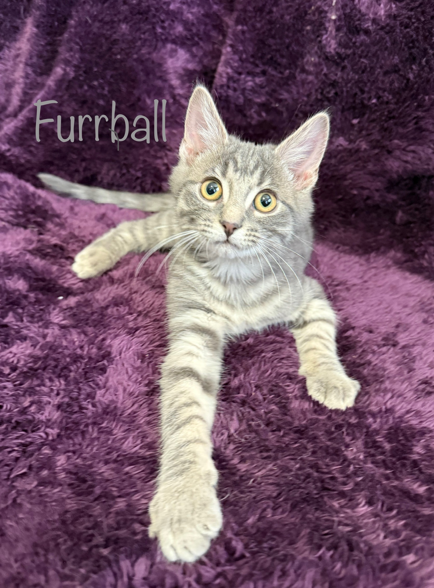 Furrball