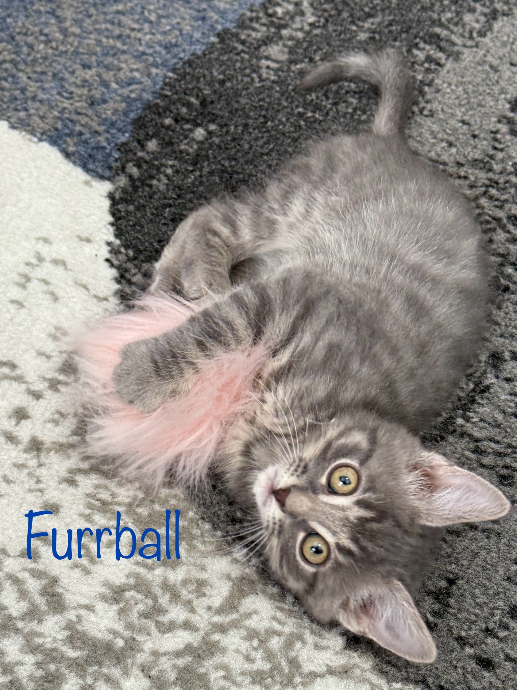 Furrball