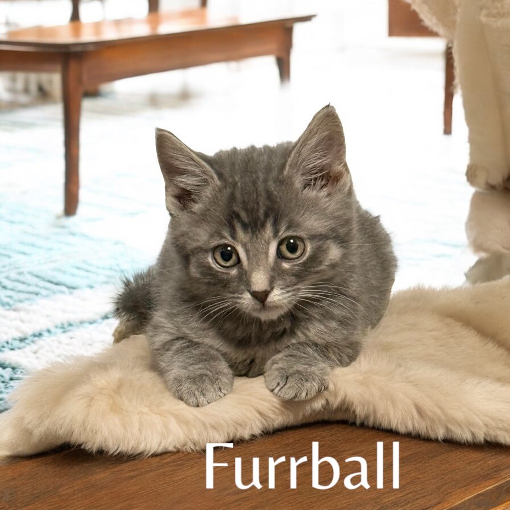 Furrball
