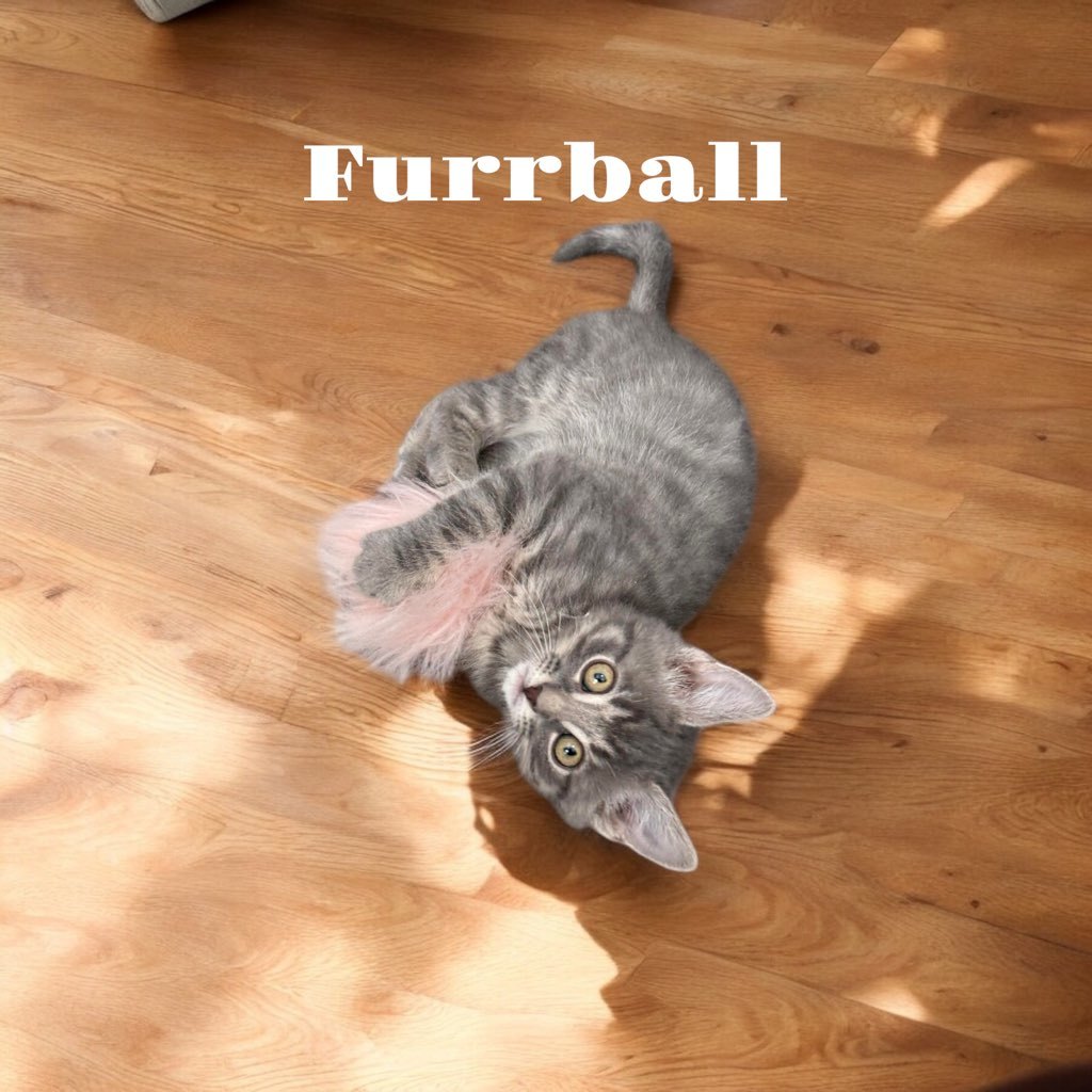 Furrball