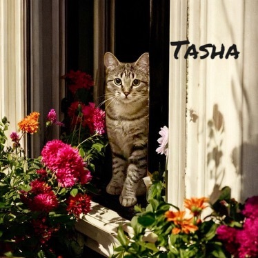Tasha