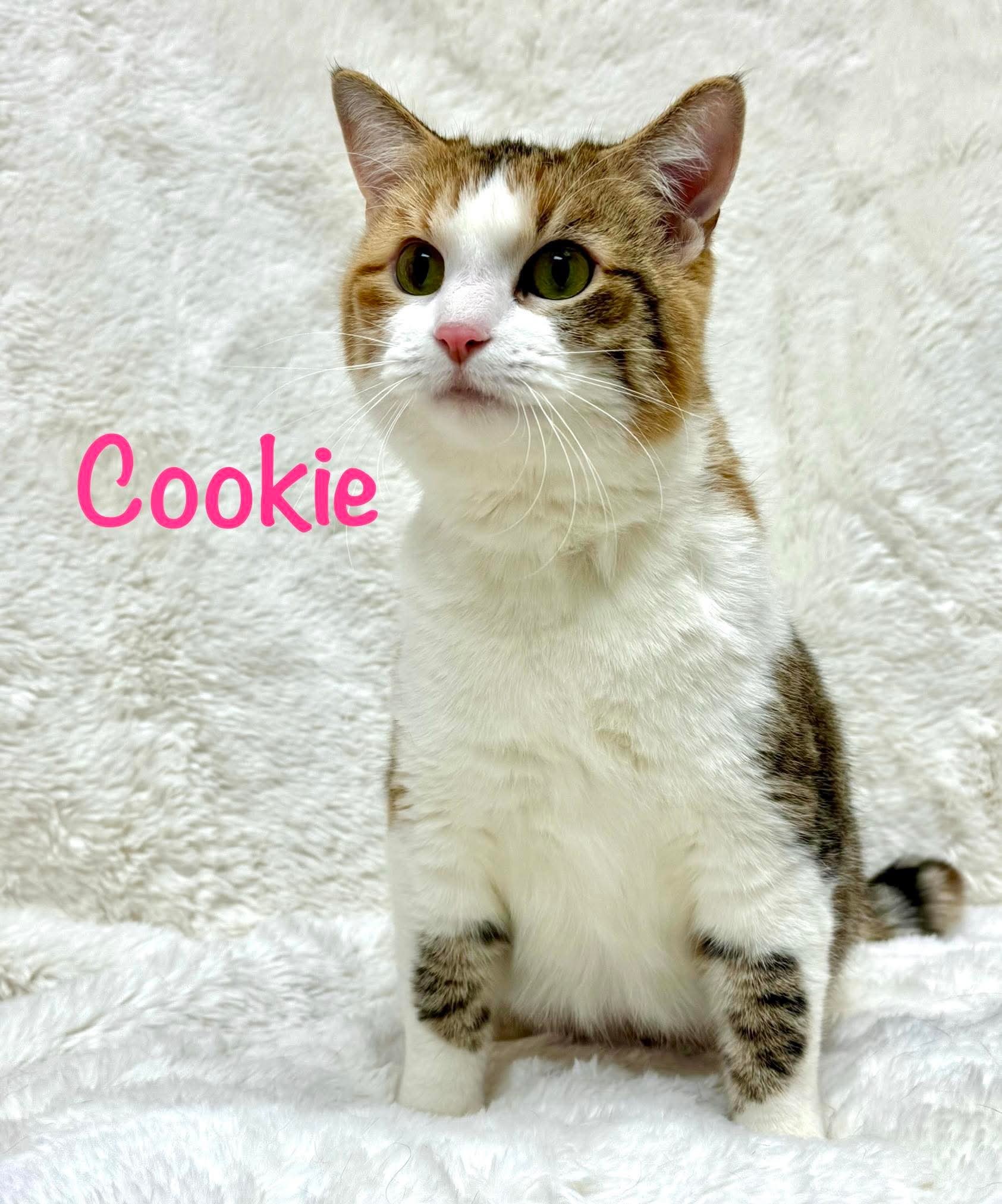 Cookie