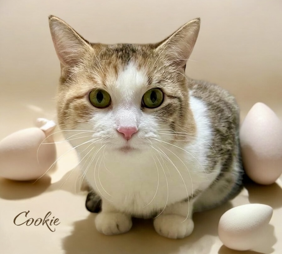 Cookie