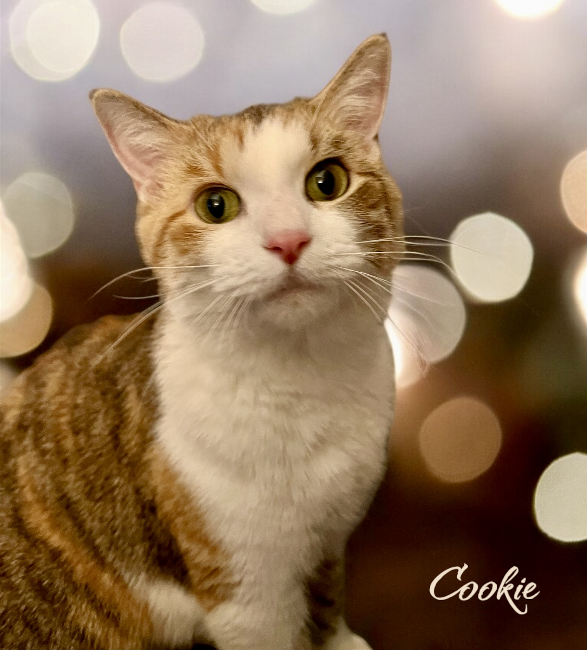 Cookie