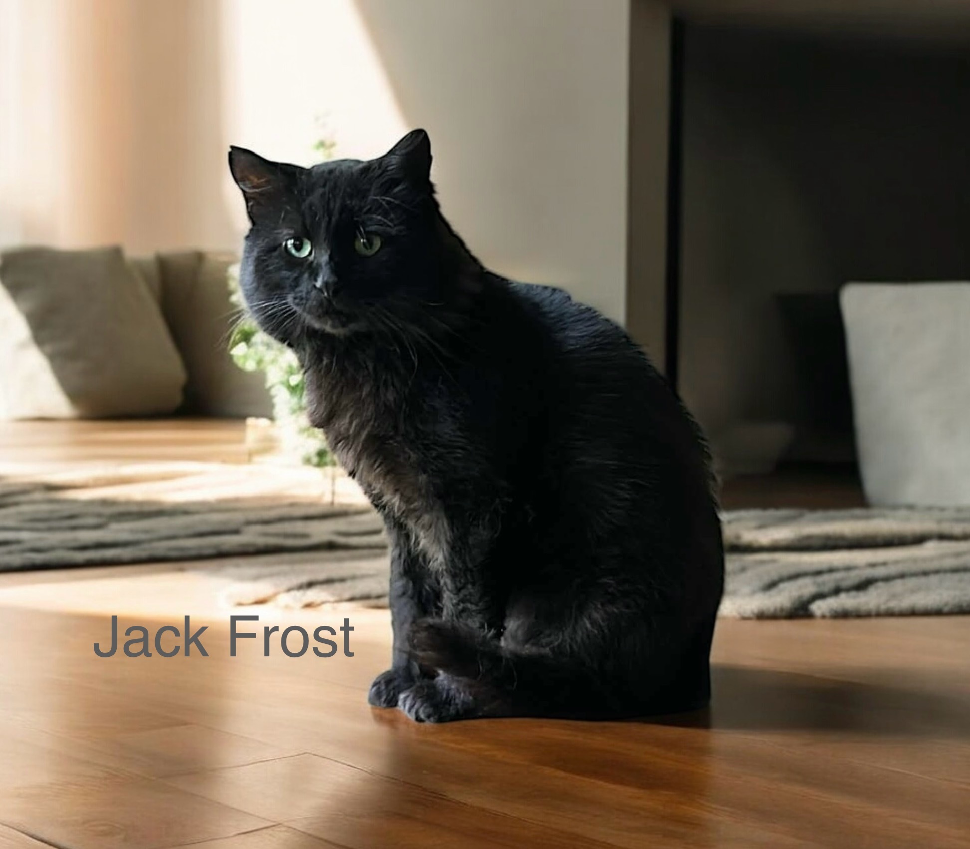 Jack Frost