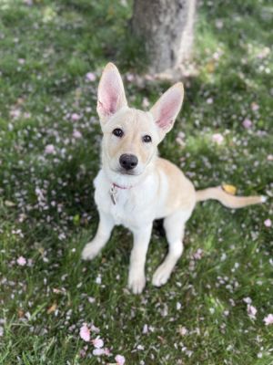 Glitter - 4 months 20lbs PYR Mix Spayed Expected full grown size is 70lbs - Mom is a PYR Mix